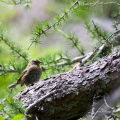 erithacus-rubecula-switzerland.jpg