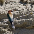 merops-apiaster-switzerland-3.jpg