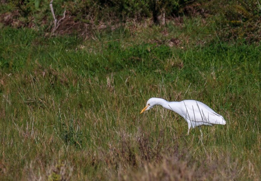 Egretta intermedia (Aigrette intermédiaire)