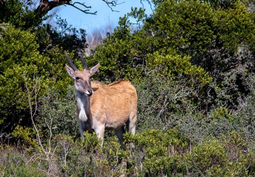Tragelaphus oryx (Eland du Cap)