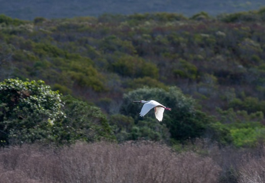 Platalea alba (Spatule africaine)