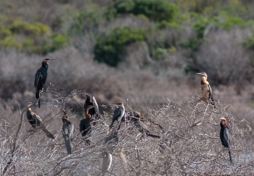 Anhinga anhinga (Anhinga)