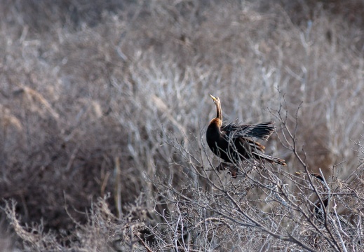 Anhinga anhinga (Anhinga)