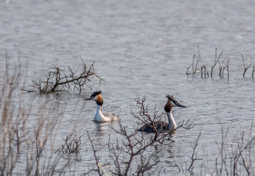 Podiceps cristatus (Grèbe huppé)