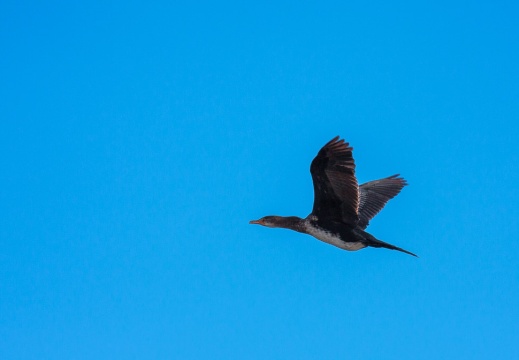 Phalacrocorax lucidus (Cormoran à poitrine blanche)
