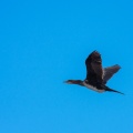 Phalacrocorax lucidus (Cormoran à poitrine blanche)
