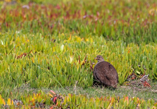 Pternistis capensis (Francolin du Cap)