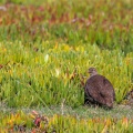 Pternistis capensis (Francolin du Cap)
