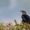 Onychognathus morio (Rufipenne morio))
