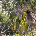 Pycnonotus capensis (Bulbul du Cap)