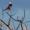 Elanus caeruleus (Elanion blanc)