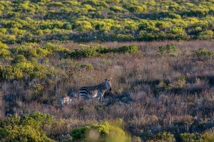 Equus zebra (Zèbre de montagne)