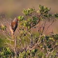 Urocolius indicus (Coliou quiriva)