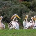 Pelecanus onocrotalus (Pélican blanc)