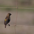euplectes-capensis-south-africa.jpg