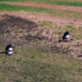 Alopochen aegyptiacus (Ouette d'Egypte)