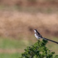 Vidua macroura (Veuve dominicaine)