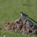 Vidua macroura (Veuve dominicaine)