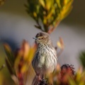 Prinia maculosa (Prinia du Karoo)