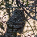 Bubo capensis (Grand-duc du Cap)