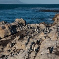 Spheniscus demersus (Manchot du Cap)
