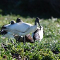 Threskiornis aethiopicus (Ibis sacré)