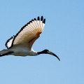 Threskiornis aethiopicus (Ibis sacré)