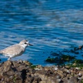 Charadrius marginatus (Pluvier à front blanc)