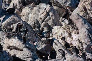 Phalacrocorax capensis (Cormoran du Cap), Phalacrocorax lucidus (Cormoran à poitrine blanche)