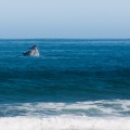 Eubalaena australis (Baleine franche australe)