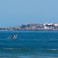 Eubalaena australis (Baleine franche australe)