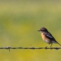 Saxicola torquata (Tarier pâtre)