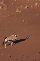 Oryx gazella (Gemsbok)