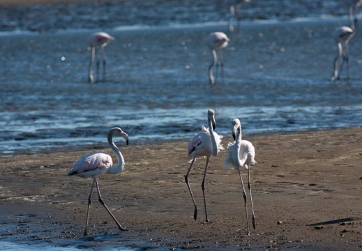 Phoenicopterus ruber (Flaman rose)