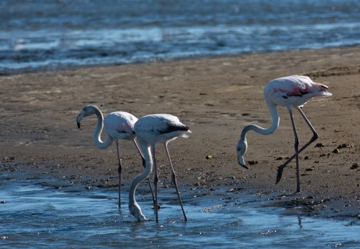 Phoenicopterus ruber (Flaman rose)