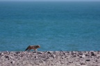 Canis mesomelas (Chacal à chabraque)