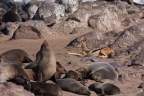 Canis mesomelas (Chacal à chabraque); Arctocephalus pusillus (Otarie à fourure d'Afrique du sud)