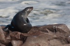 Arctocephalus pusillus (Otarie à fourure d'Afrique du sud)
