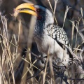 tockus-leucomelas-namibia-2.jpg
