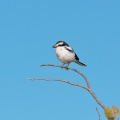 lanius-collaris-namibia.jpg