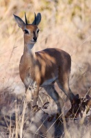 Raphicerus campestris (Steenbok)