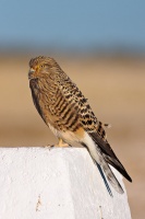 Falco rupicoloides (Crécerelle aux yeux blancs)
