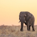 loxodonta-africana-namibia-2.jpg