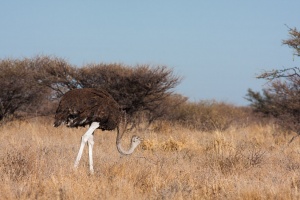 Struthio camelus (Autruche d'Afrique)