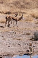 Antidorcas marsupialis (Springbok), Canis mesomelas (Chacal à chabraque)
