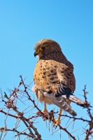 Falco [tinunculus] rupicolis (Faucon [crécerelle] montagnard)