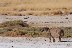 Panthera leo (Lion)