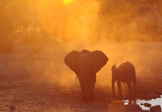 Loxodonta africana (Eléphant de savane d'Afrique)