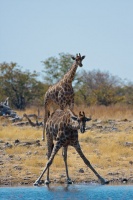 Giraffa camelopardalis (Girafe)