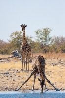 Giraffa camelopardalis (Girafe)